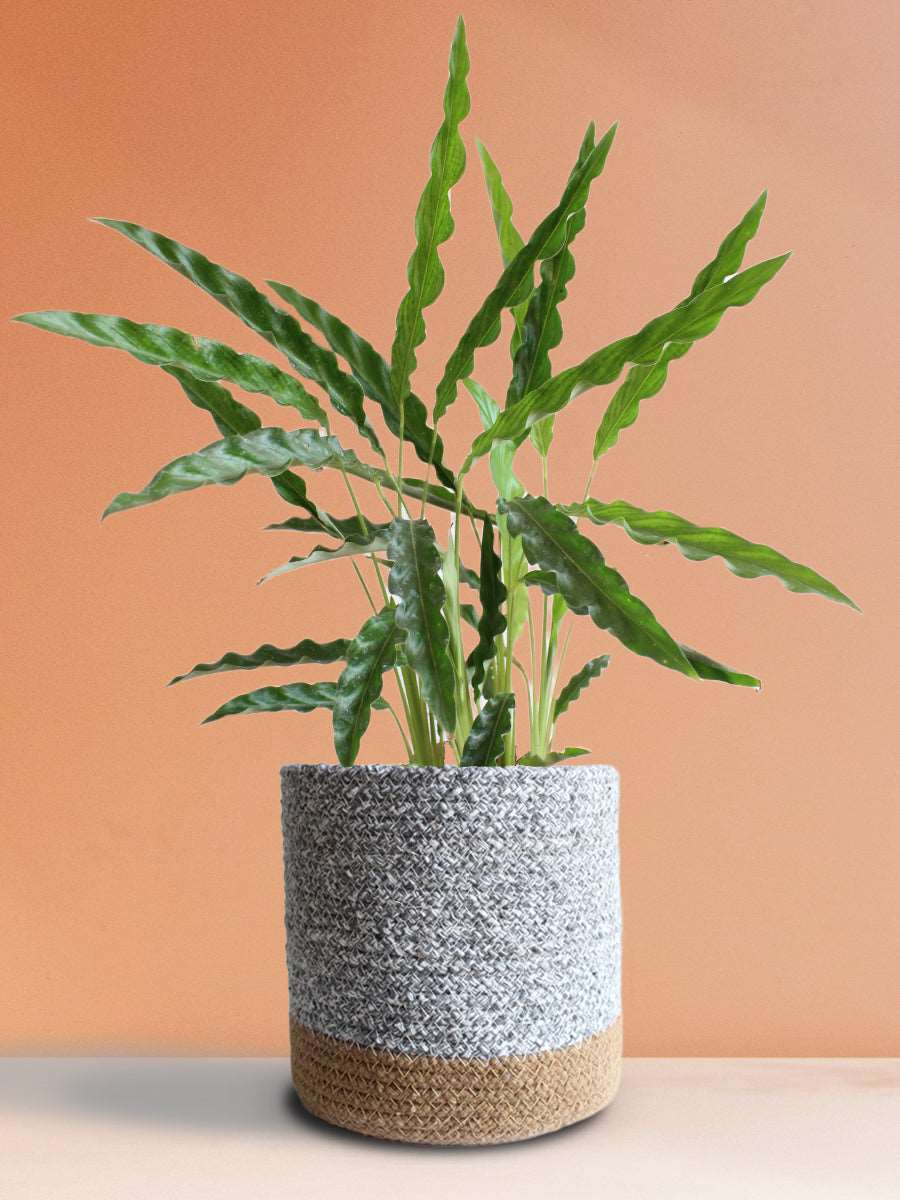 Calathea Rufibarba Green (Large)