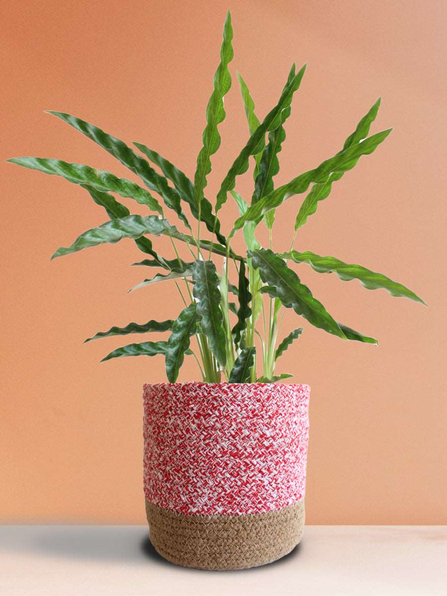 Calathea Rufibarba Green (Large)