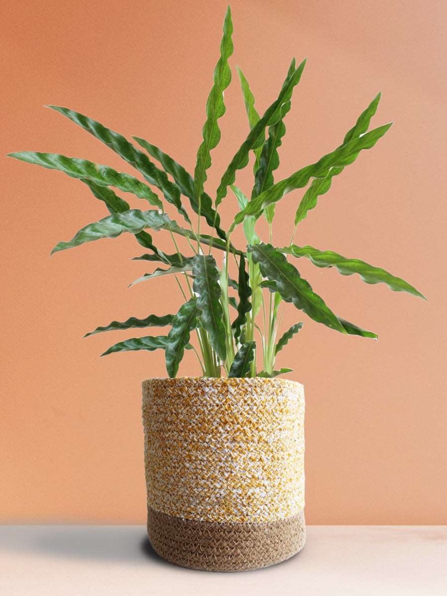 Calathea Rufibarba Green (Large)