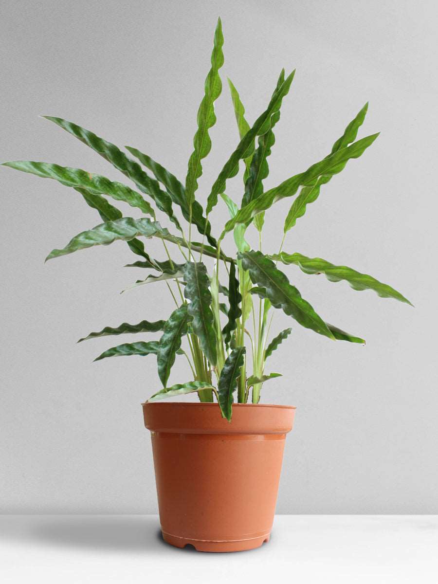 Calathea Rufibarba Green (Large)