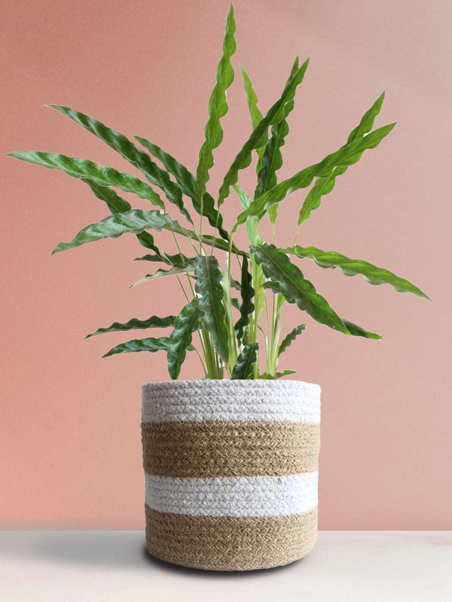 Calathea Rufibarba Green (Large)