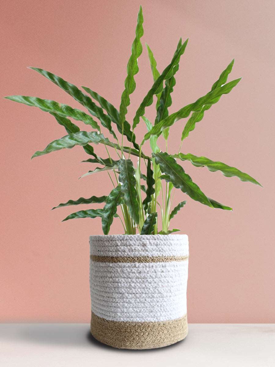 Calathea Rufibarba Green (Large)