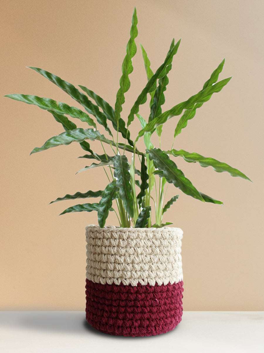 Calathea Rufibarba Green (Large)