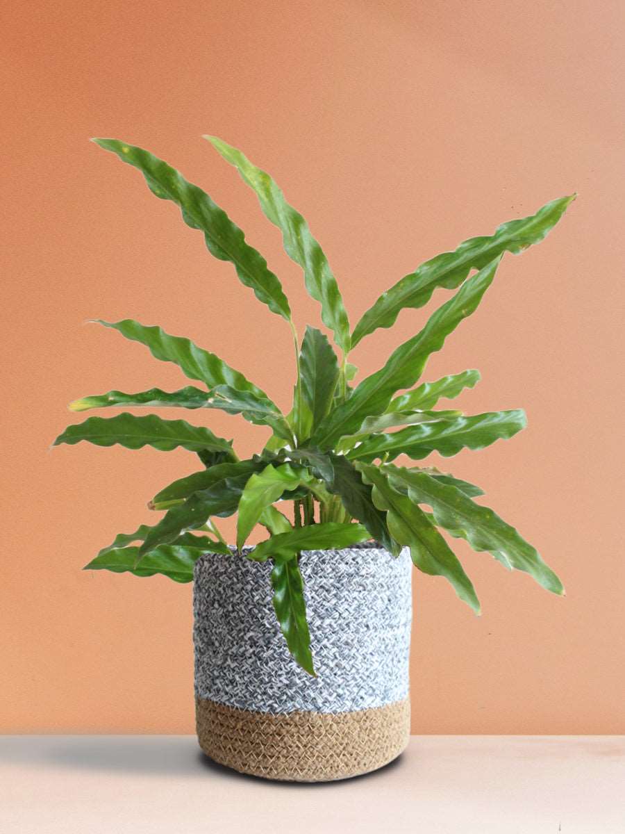 Calathea Rufibarba Green (Medium)