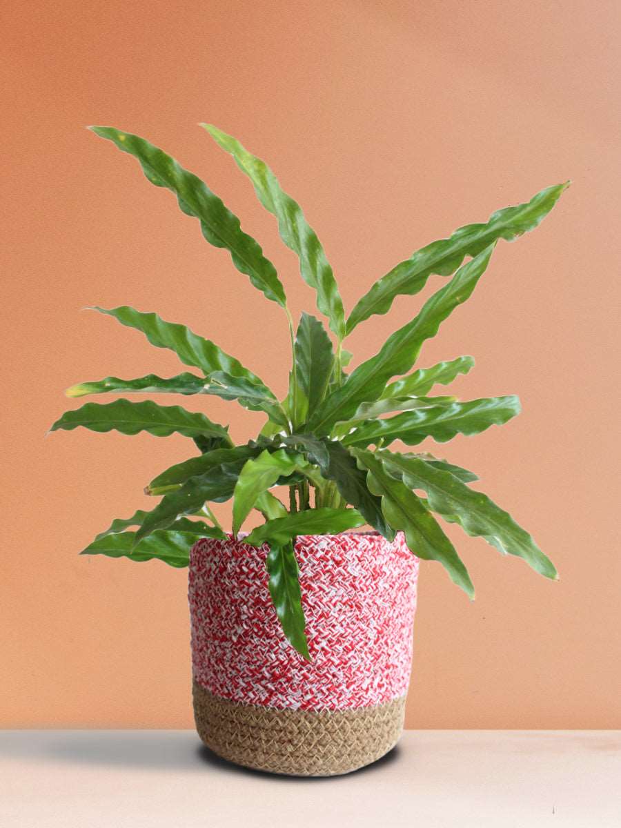 Calathea Rufibarba Green (Medium)