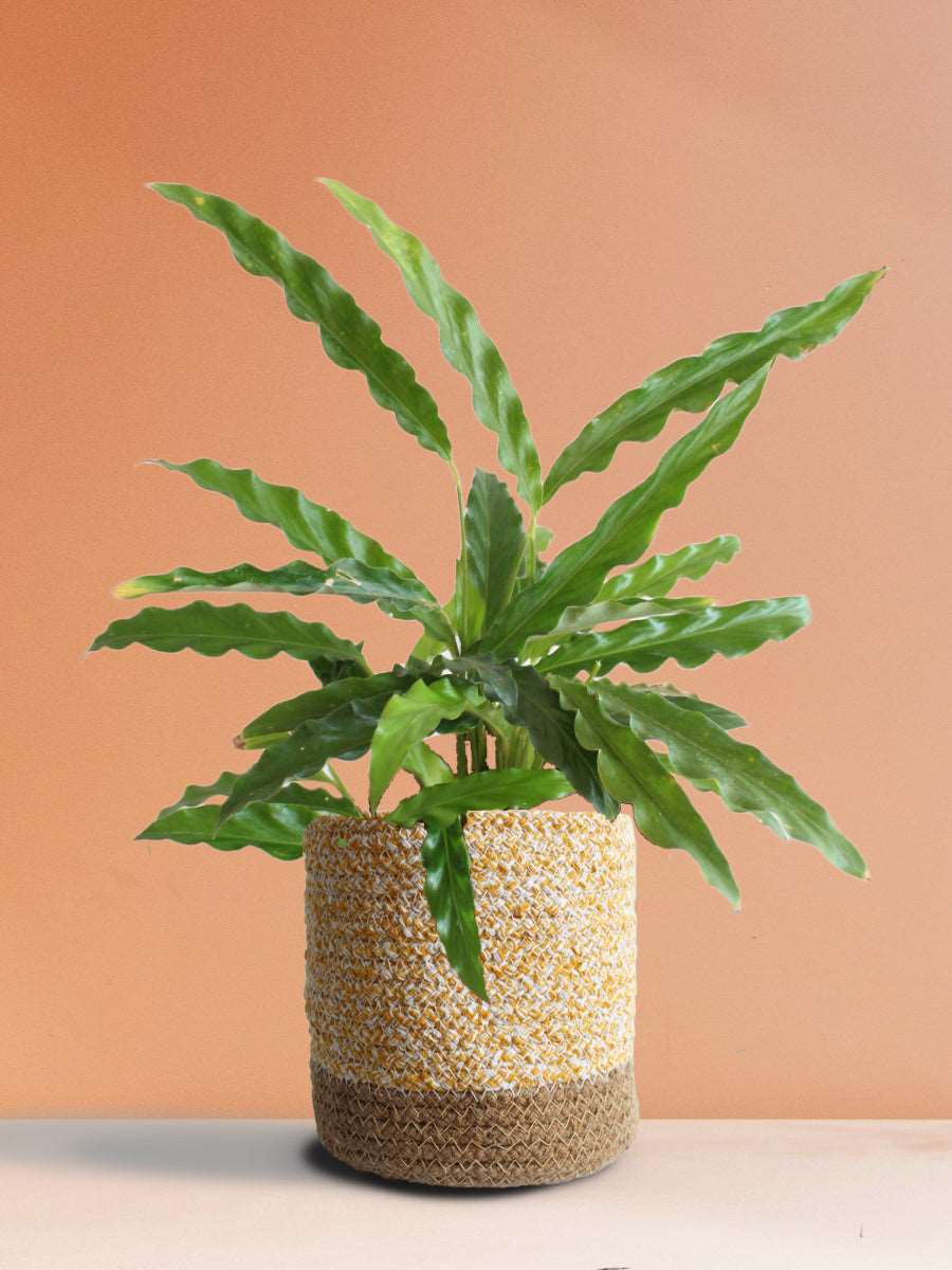 Calathea Rufibarba Green (Medium)