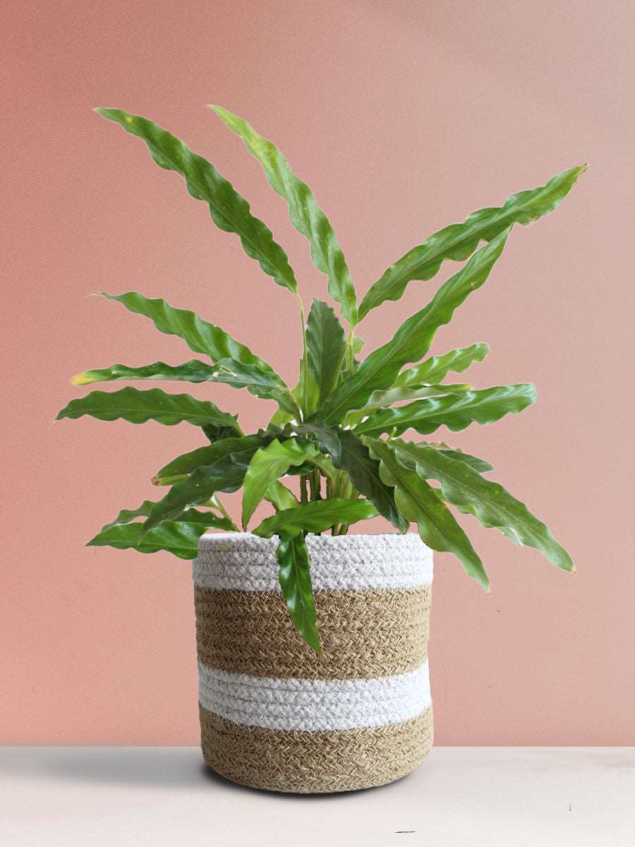Calathea Rufibarba Green (Medium)