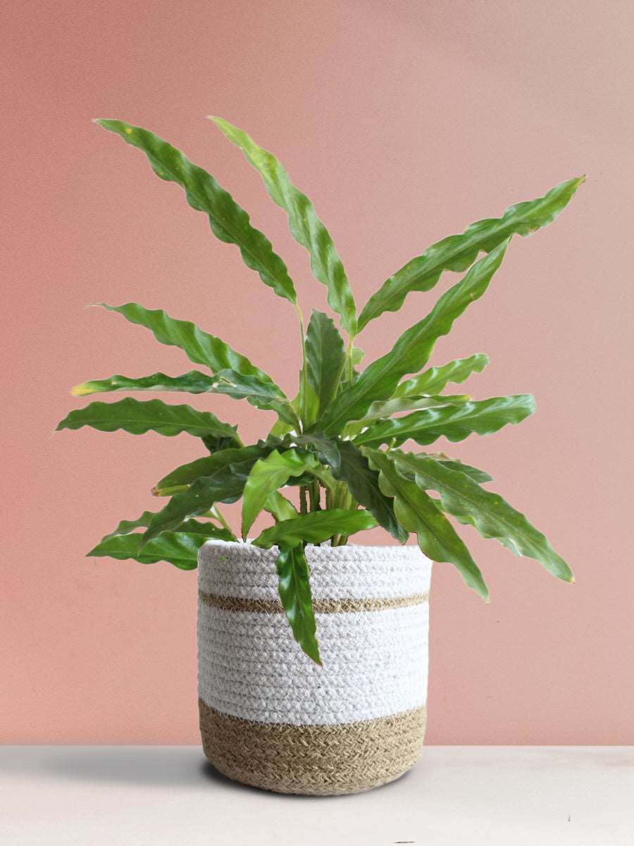 Calathea Rufibarba Green (Medium)