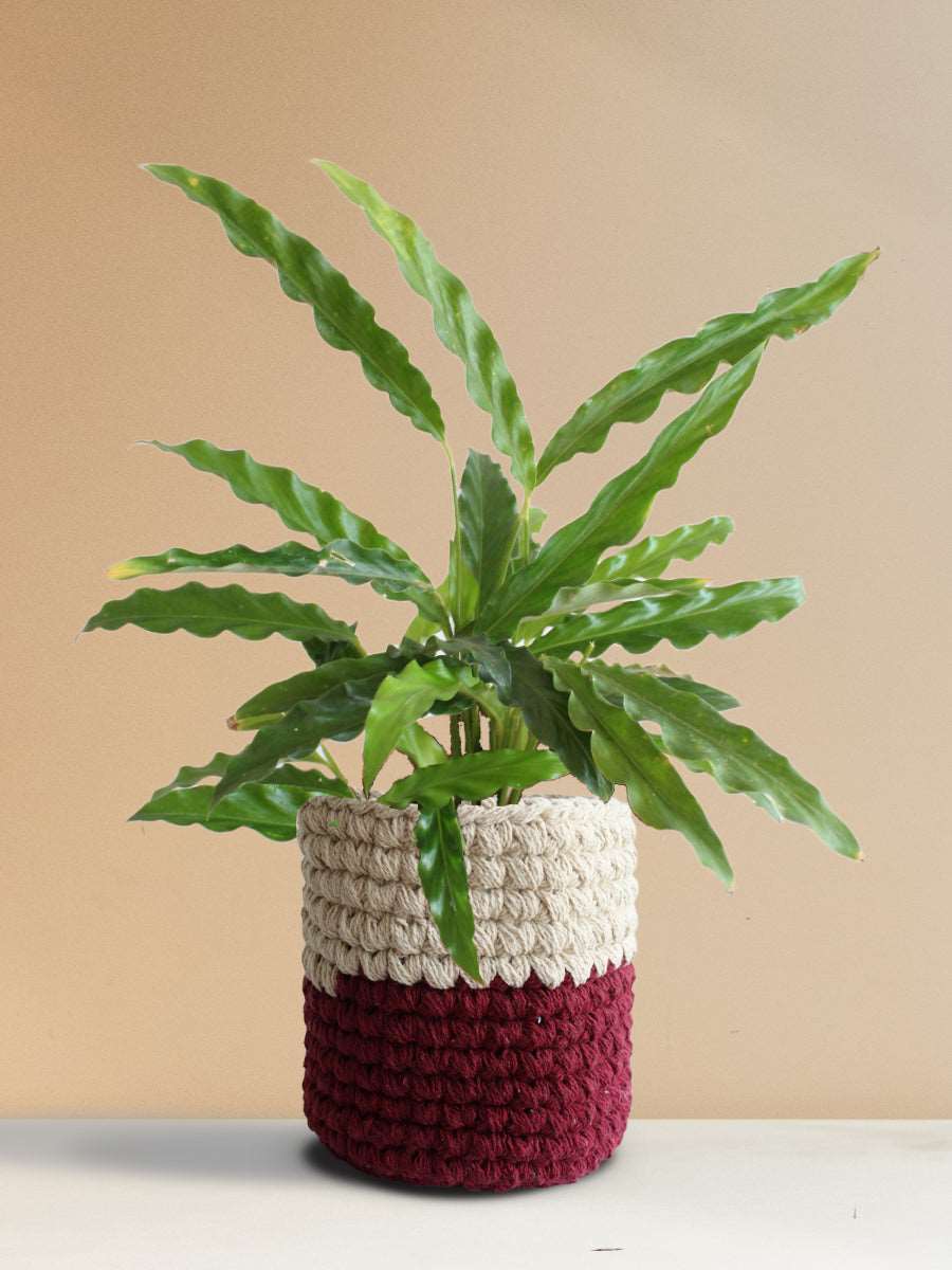 Calathea Rufibarba Green (Medium)