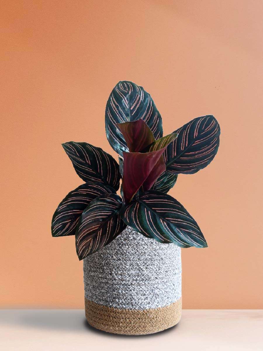 Calathea Sanderiana (Large)