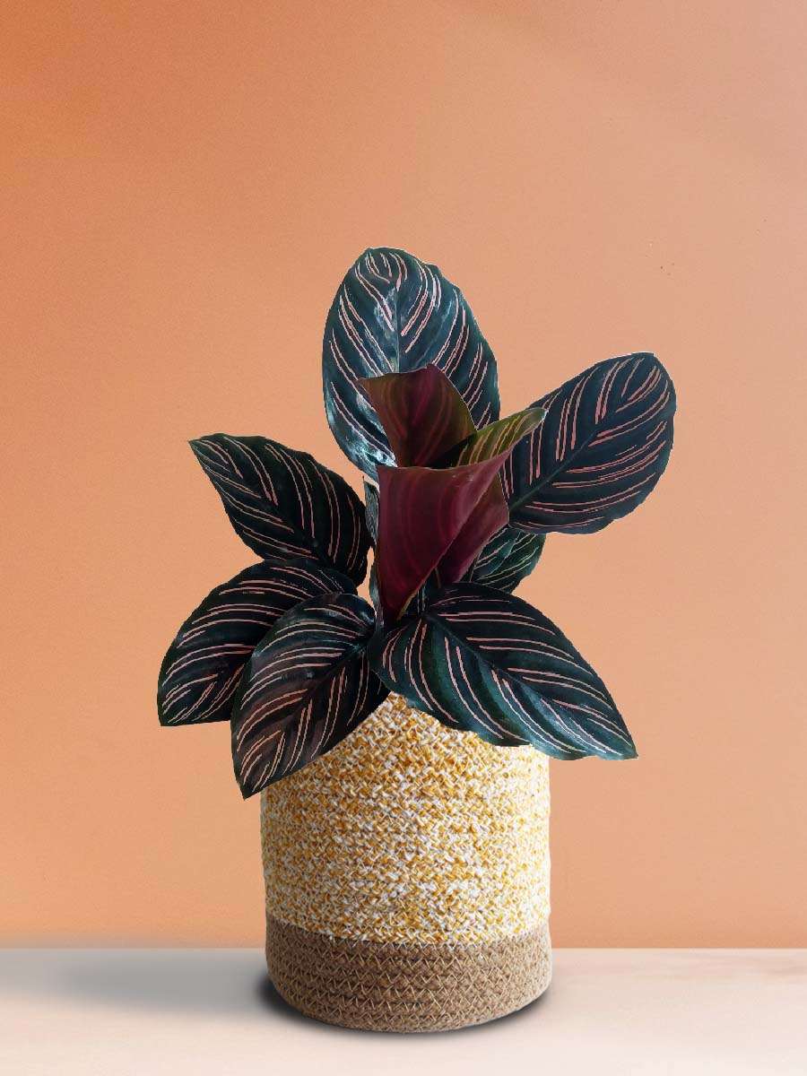 Calathea Sanderiana (Large)