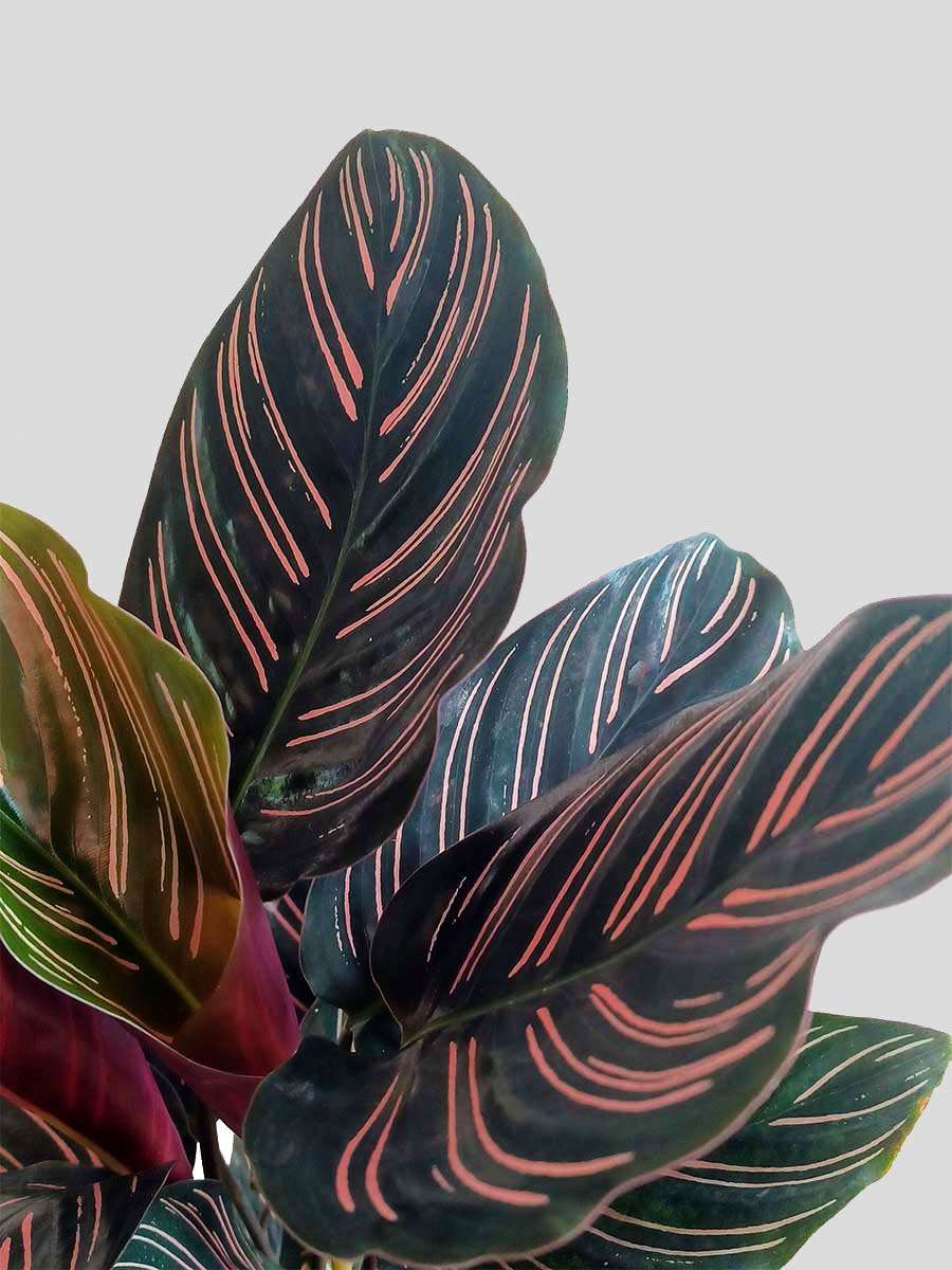 Calathea Sanderiana (Large)