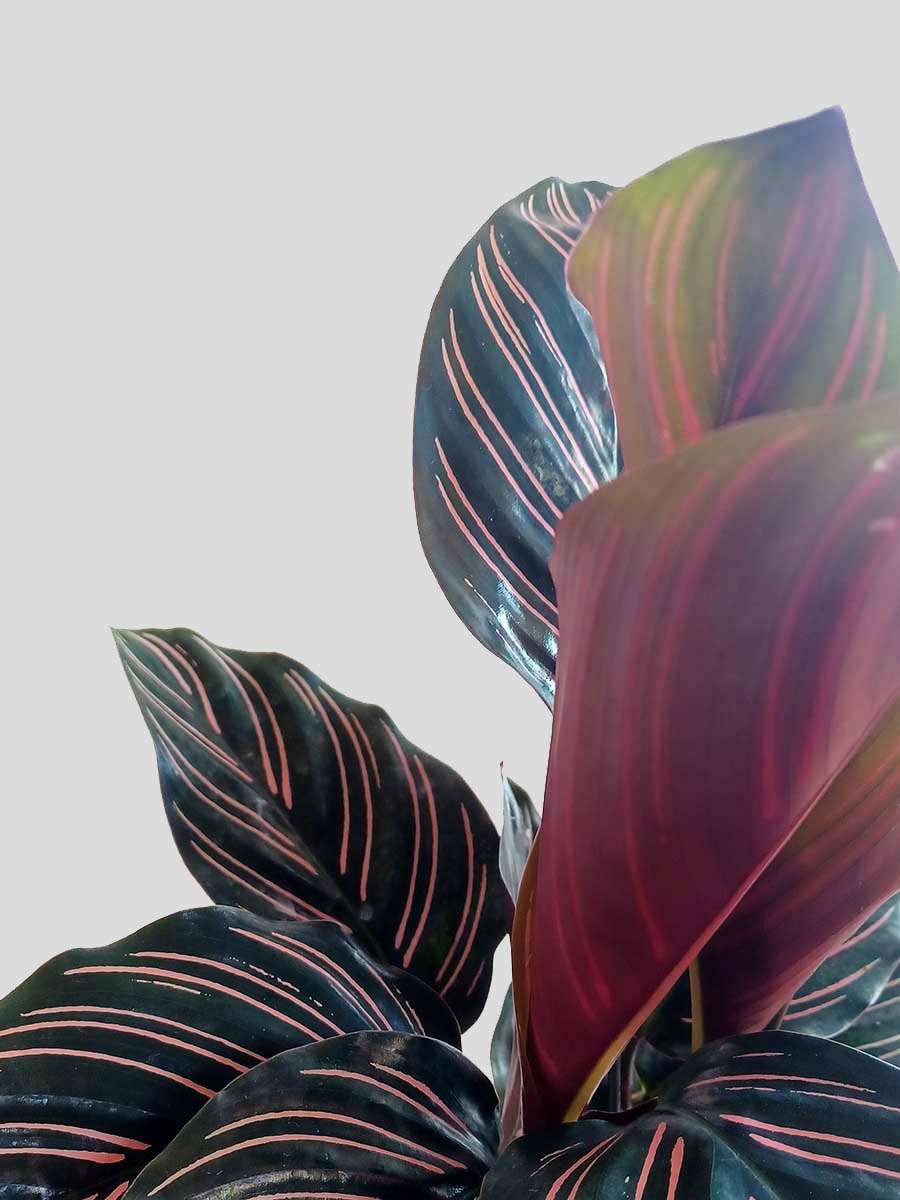 Calathea Sanderiana (Large)