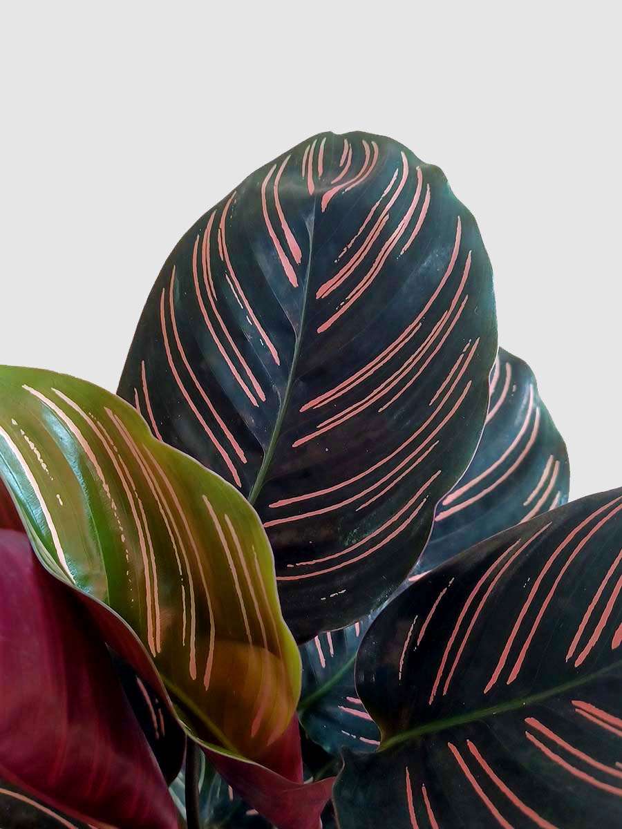 Calathea Sanderiana (Large)