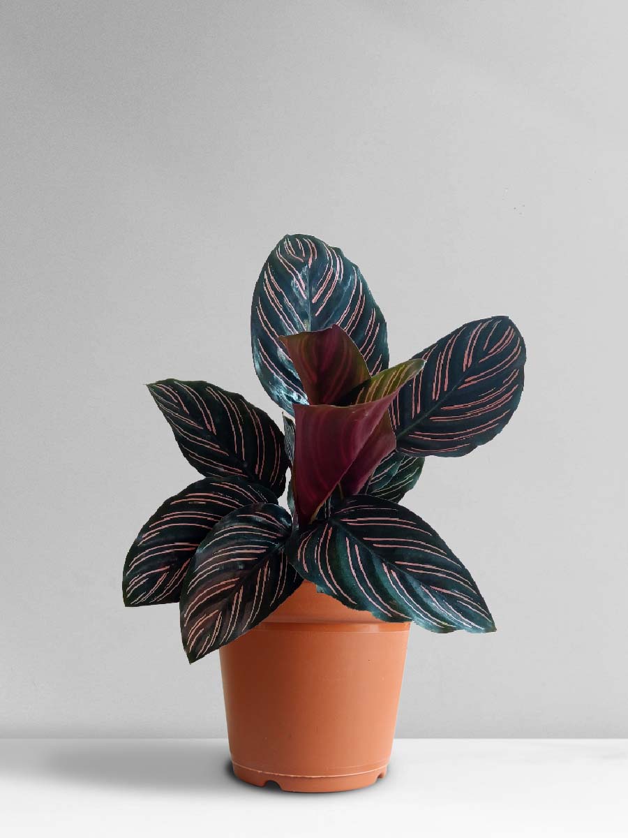 Calathea Sanderiana (Large)