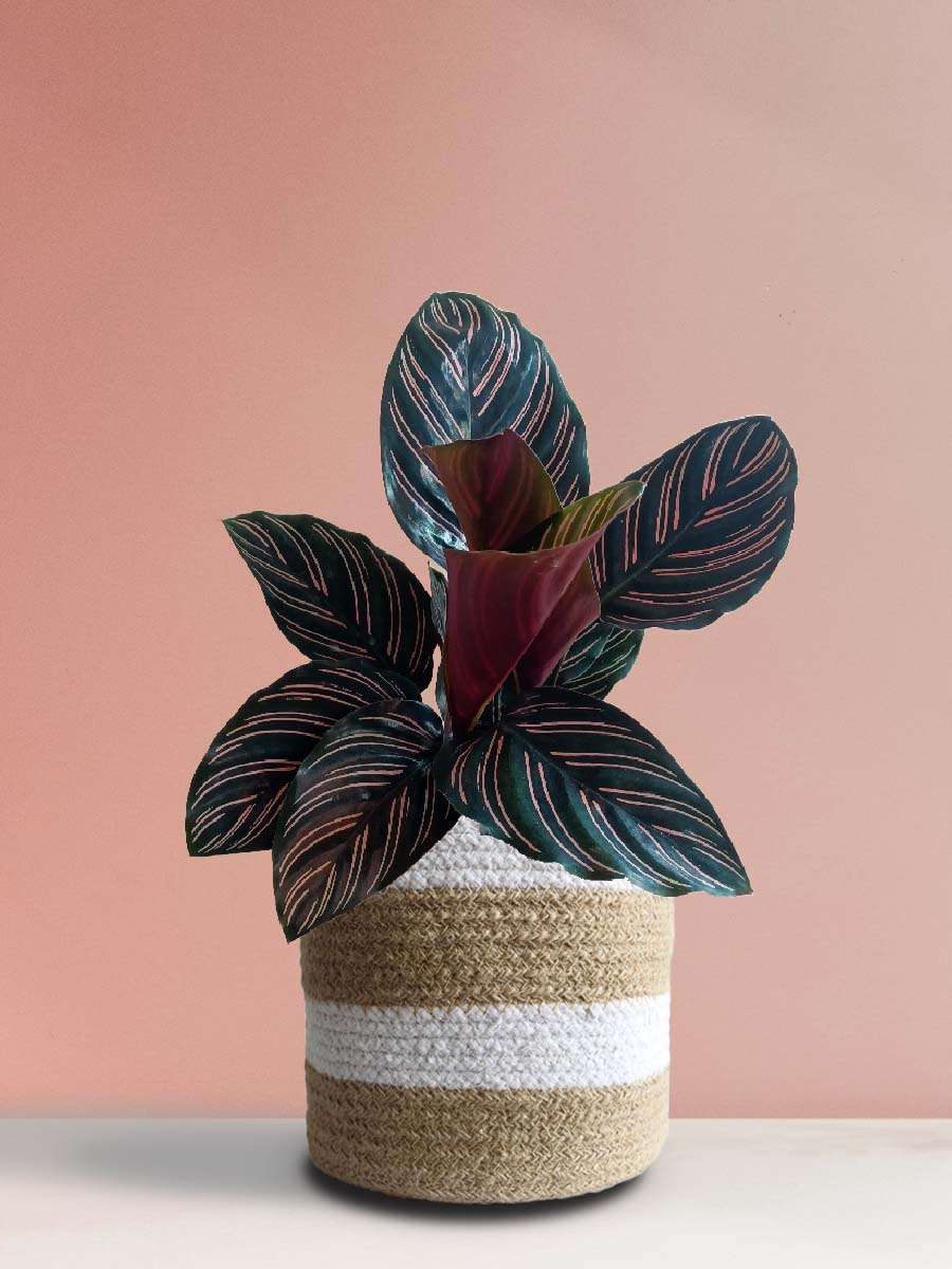 Calathea Sanderiana (Large)