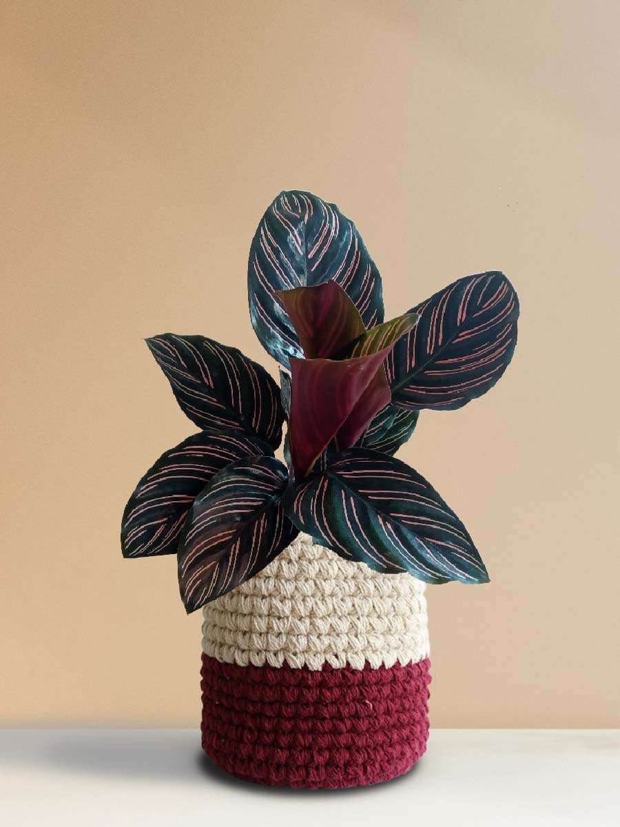 Calathea Sanderiana (Large)