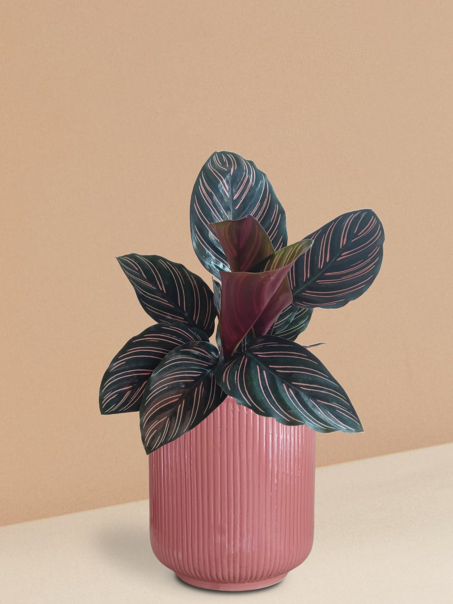 Calathea Sanderiana Plant in Ceramic Pot (Large)