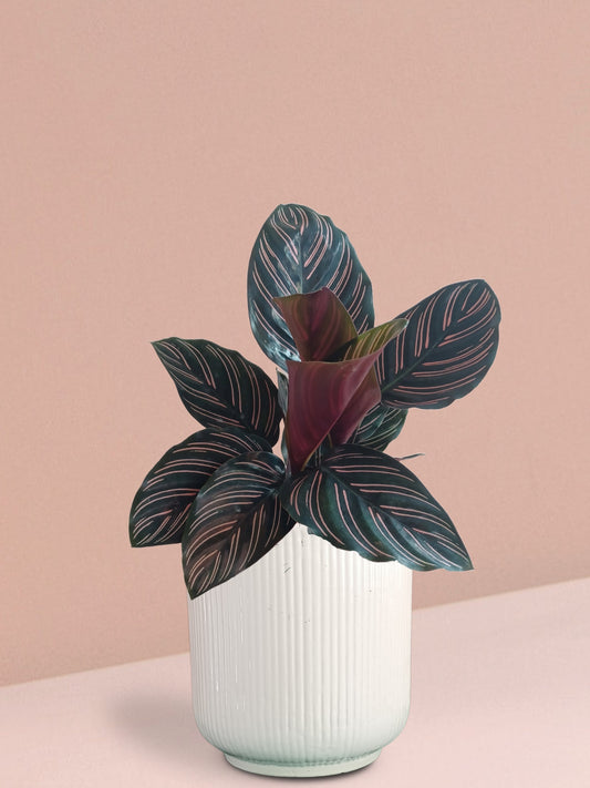 Calathea Sanderiana Plant in Ceramic Pot (Large)