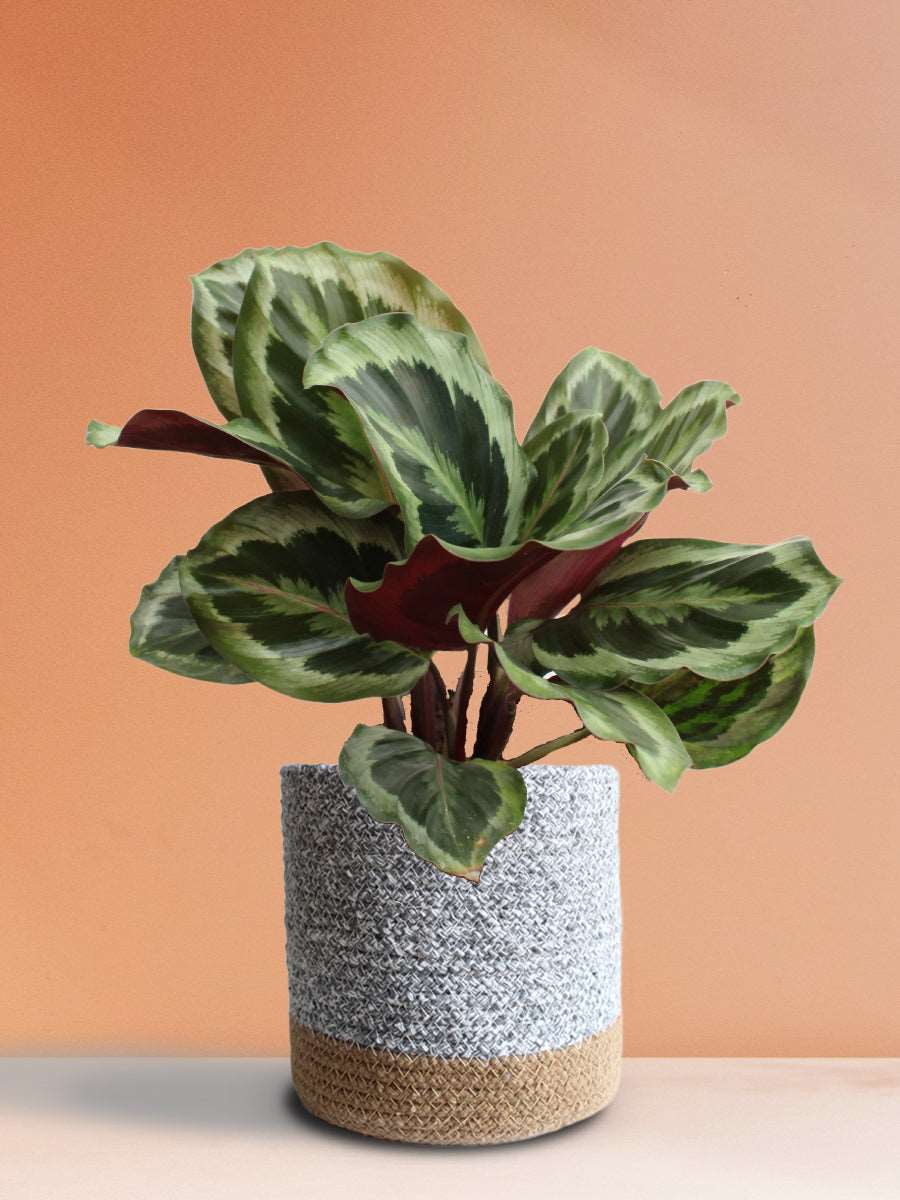 Calathea Roseopicta Shinestar (Large)