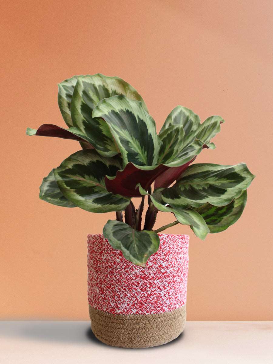 Calathea Roseopicta Shinestar (Large)