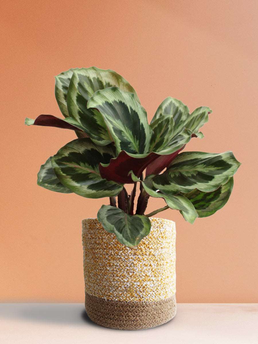 Calathea Roseopicta Shinestar (Large)