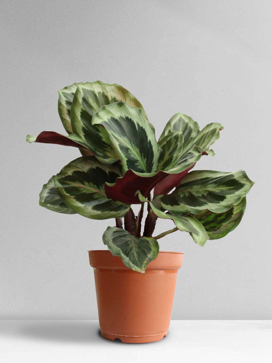 Calathea Roseopicta Shinestar (Large)