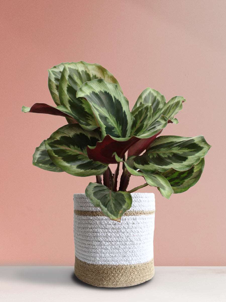 Calathea Roseopicta Shinestar (Large)