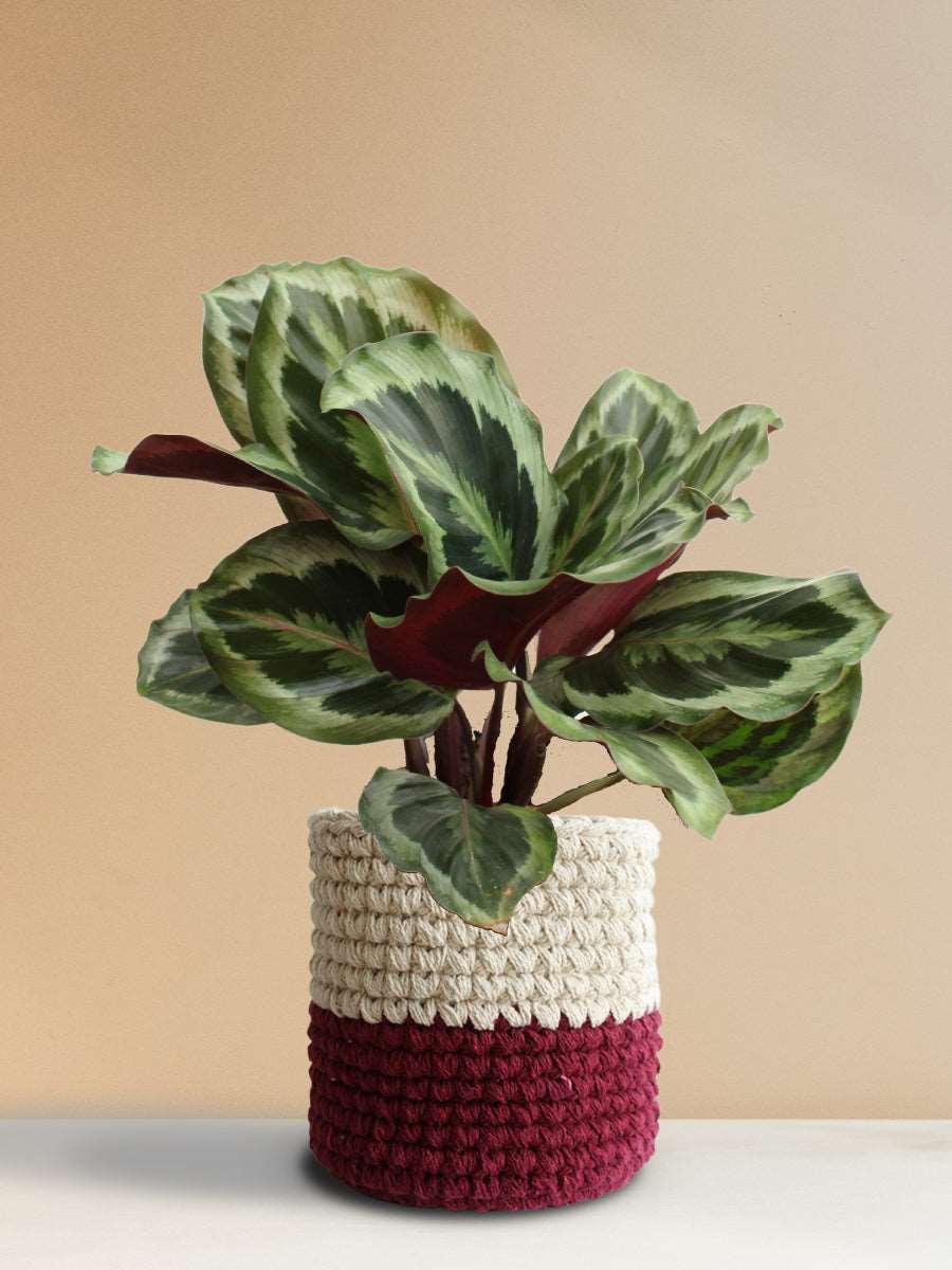 Calathea Roseopicta Shinestar (Large)