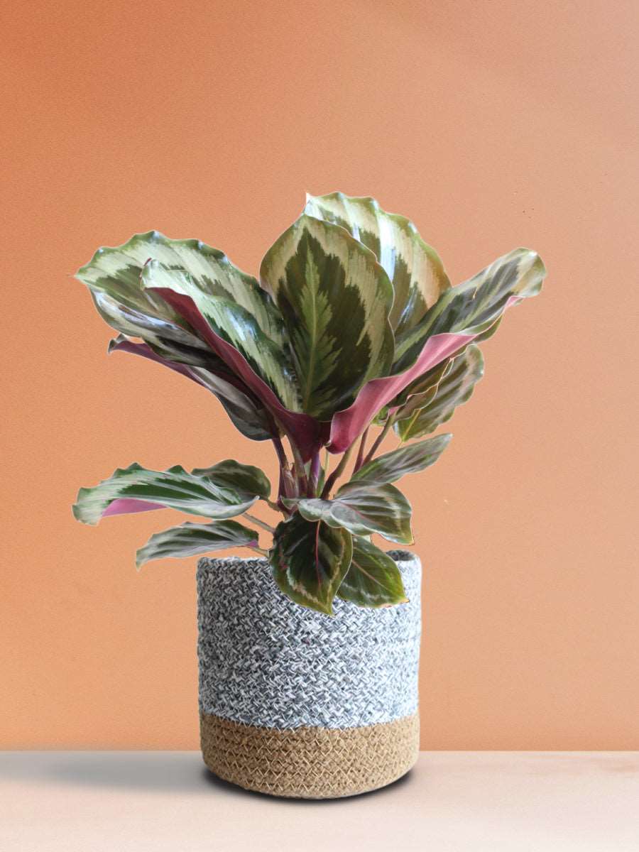 Calathea Roseopicta Shinestar (Medium)
