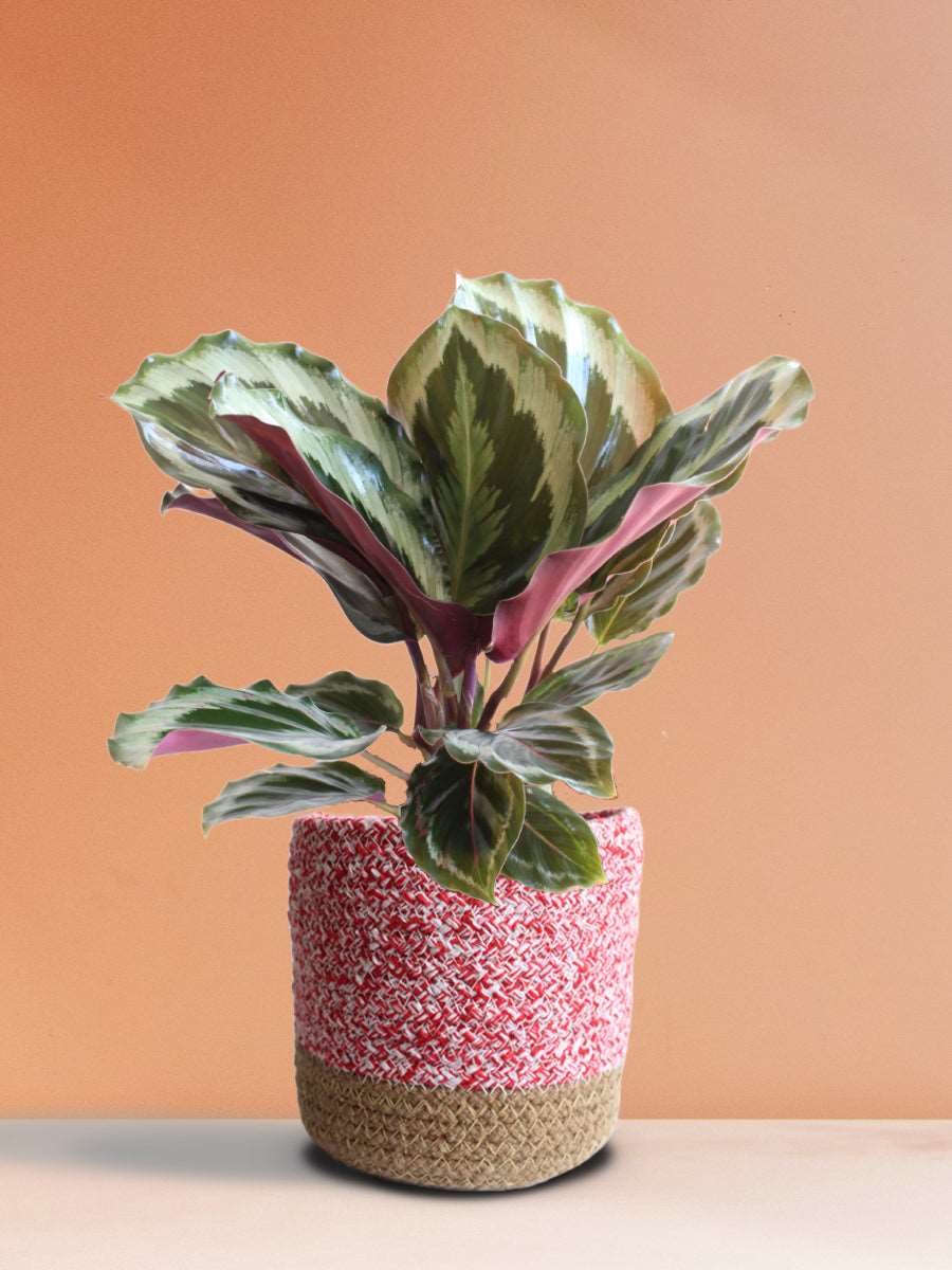 Calathea Roseopicta Shinestar (Medium)