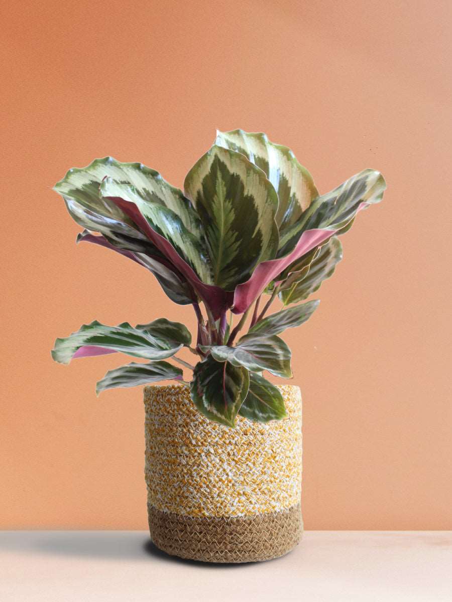 Calathea Roseopicta Shinestar (Medium)