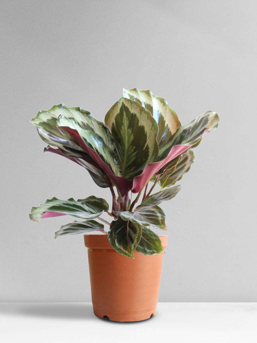 Calathea Roseopicta Shinestar (Medium)
