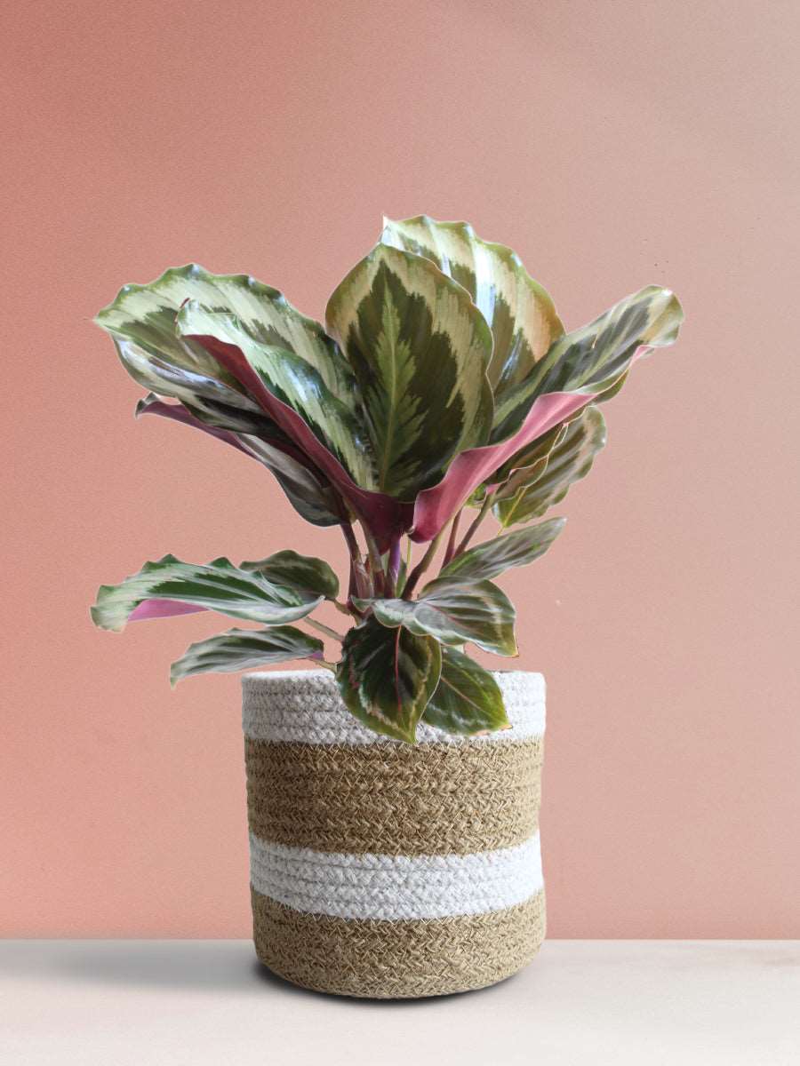 Calathea Roseopicta Shinestar (Medium)