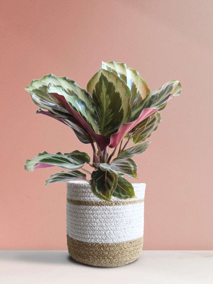 Calathea Roseopicta Shinestar (Medium)