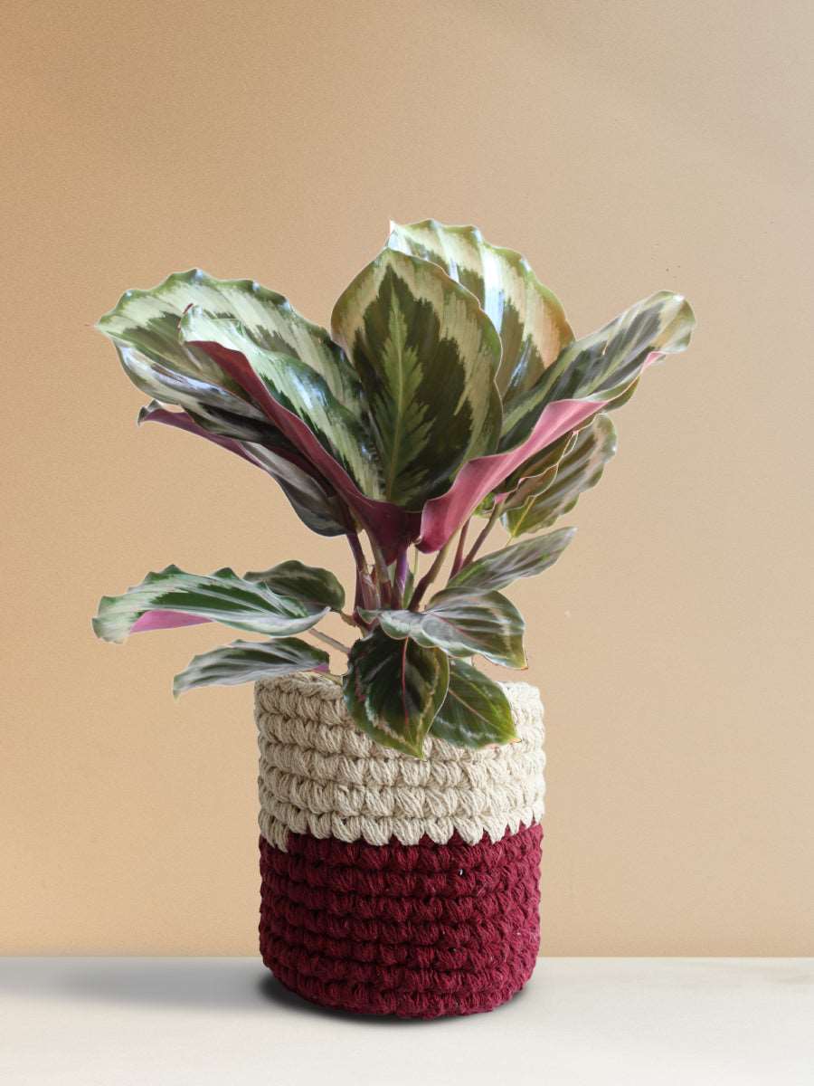 Calathea Roseopicta Shinestar (Medium)