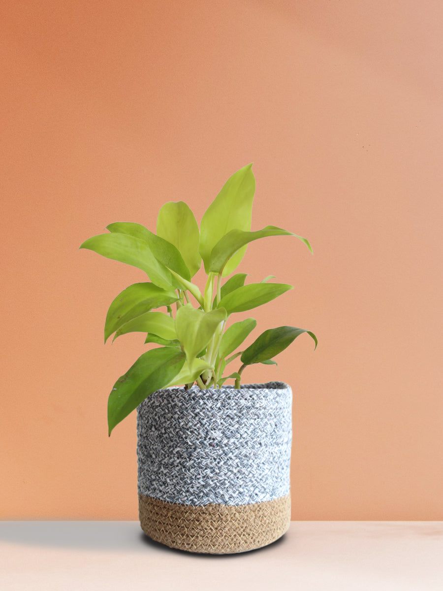 Philodendron Ceylon Golden (Medium)
