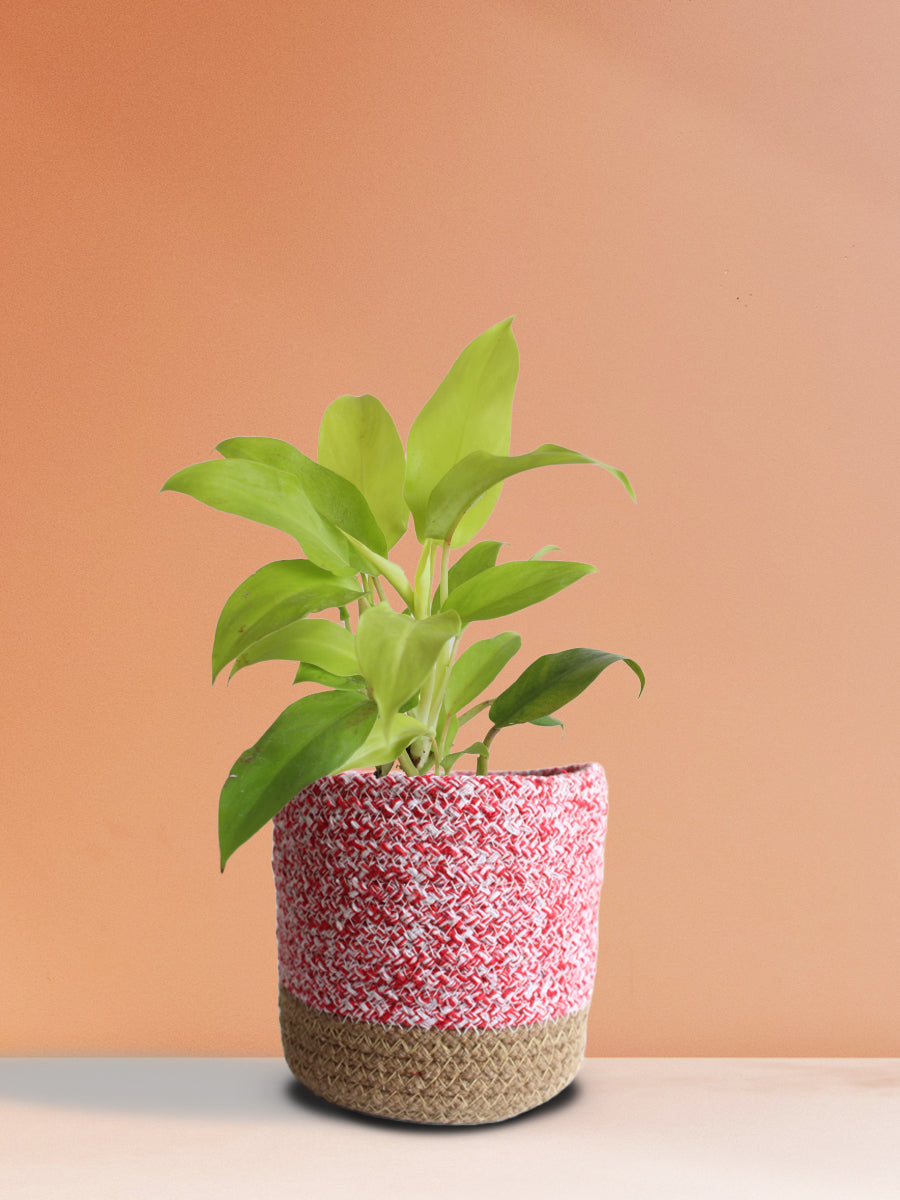 Philodendron Ceylon Golden (Medium)