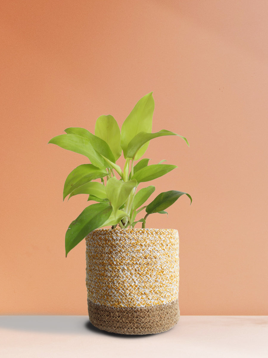 Philodendron Ceylon Golden (Medium)
