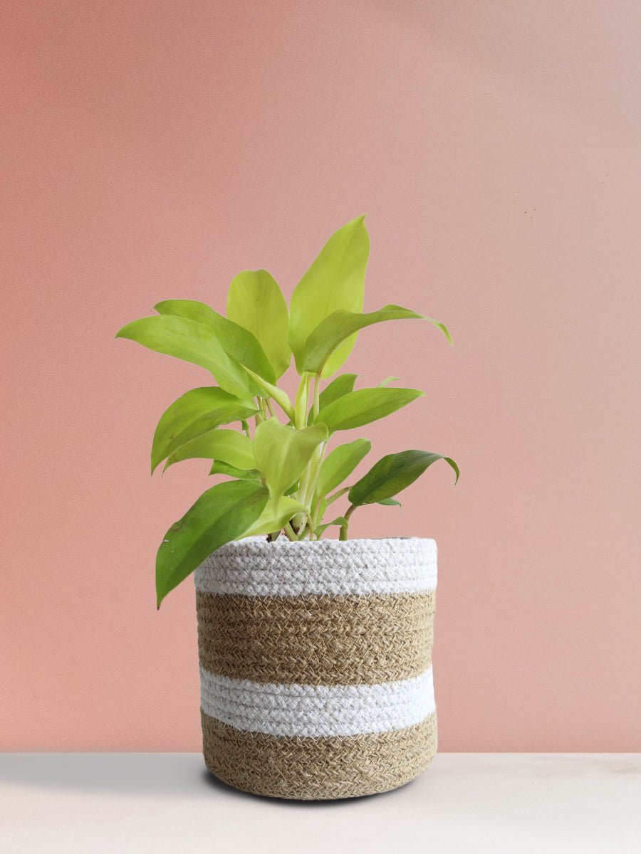 Philodendron Ceylon Golden (Medium)