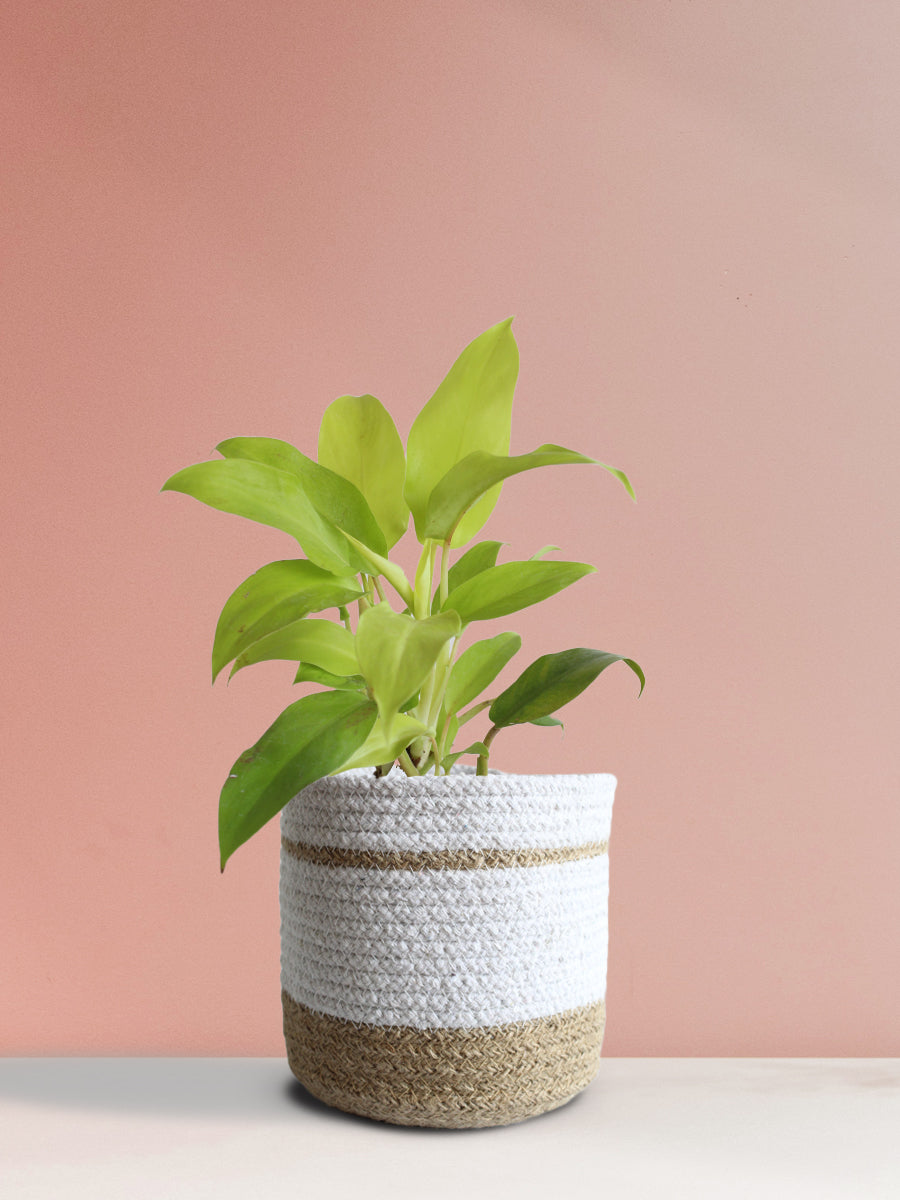 Philodendron Ceylon Golden (Medium)