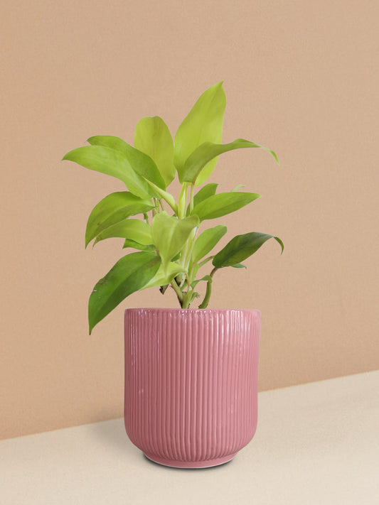 Ceylon Golden Plant in Ceramic Pot (Medium)