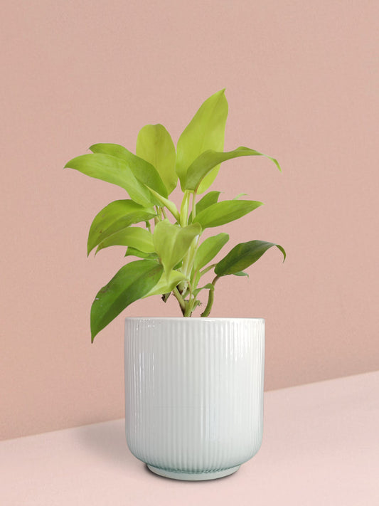 Ceylon Golden Plant in Ceramic Pot (Medium)