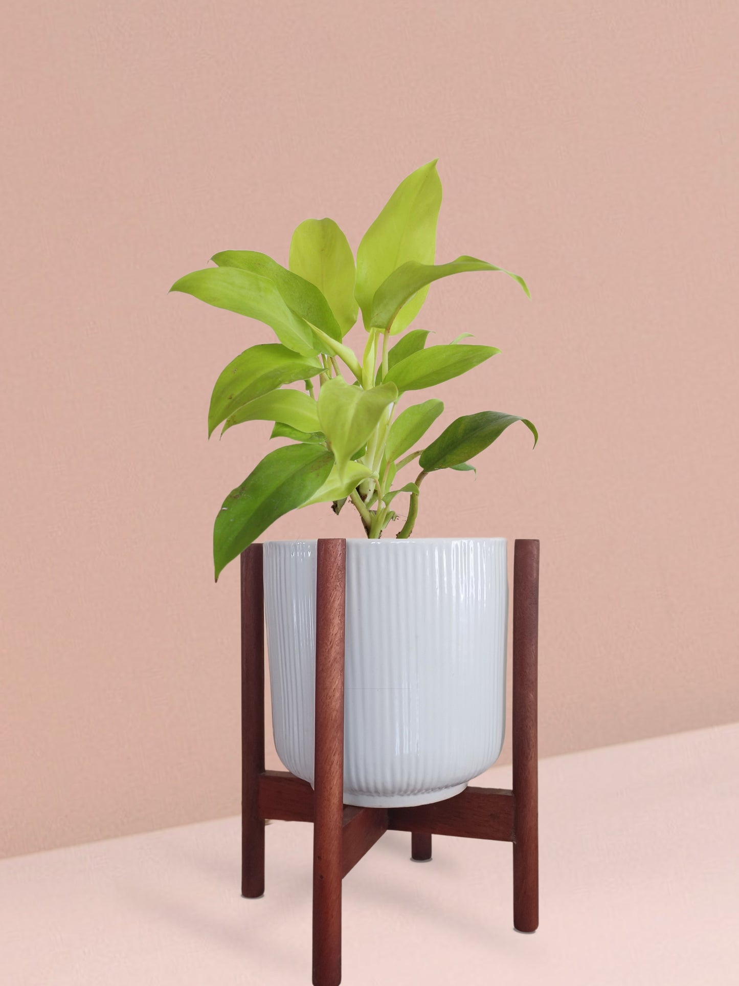 Ceylon Golden Plant in Ceramic Pot (Medium)