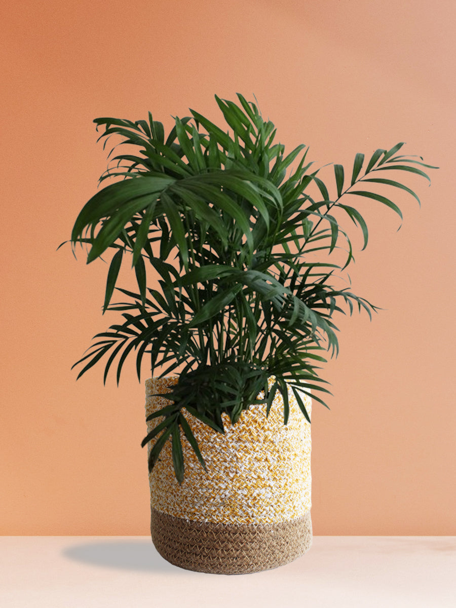 Air-Purifying Plants for Living Room
