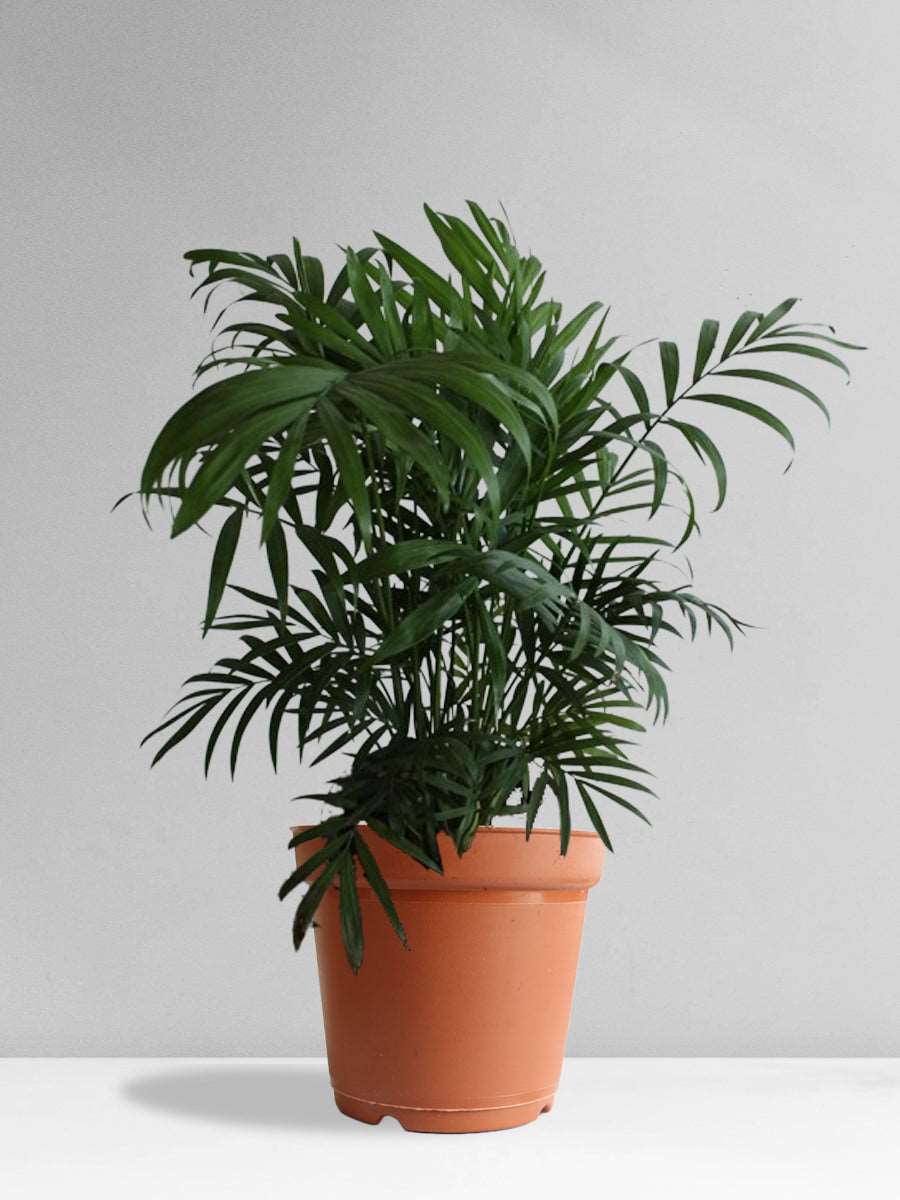 Chamaedorea Palm (Large)