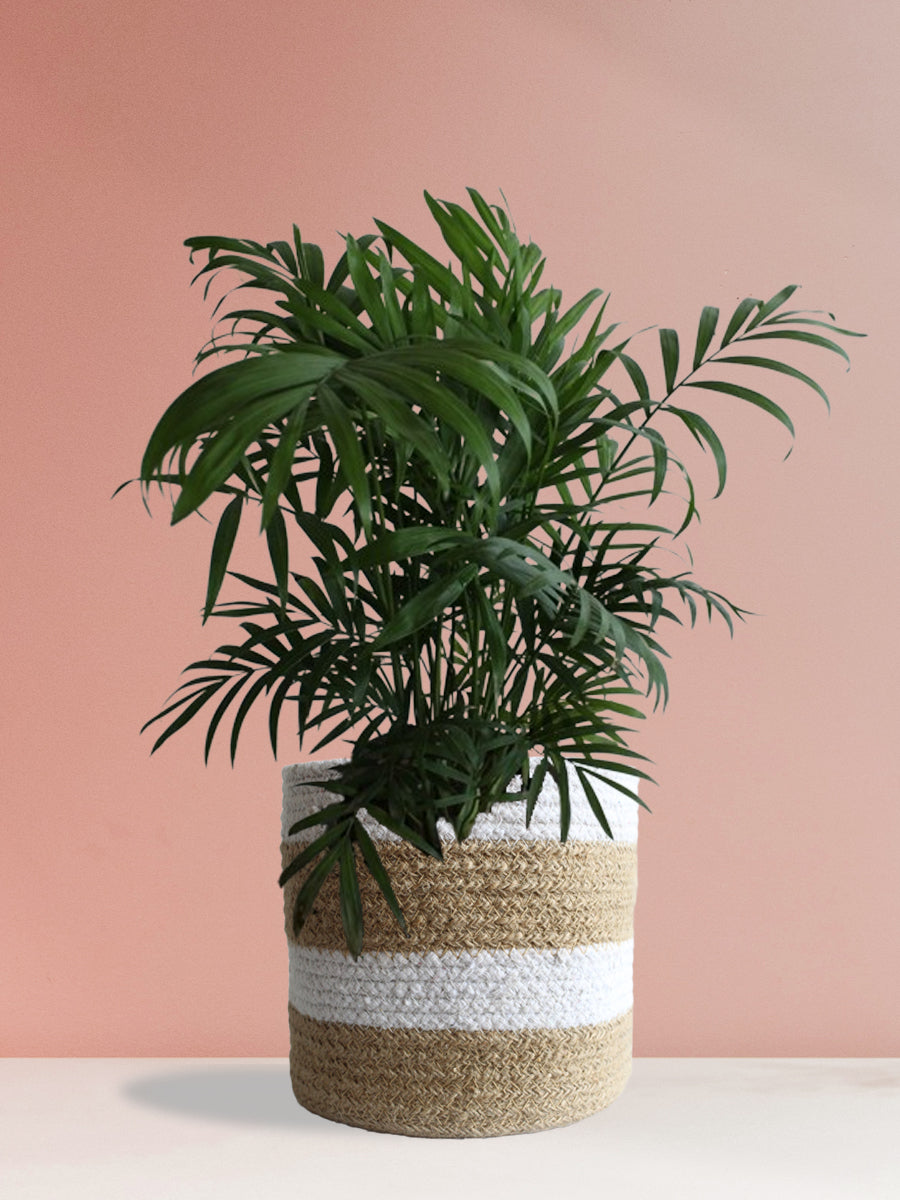 Elegant Air-Purifying Living Room Plants Combo
