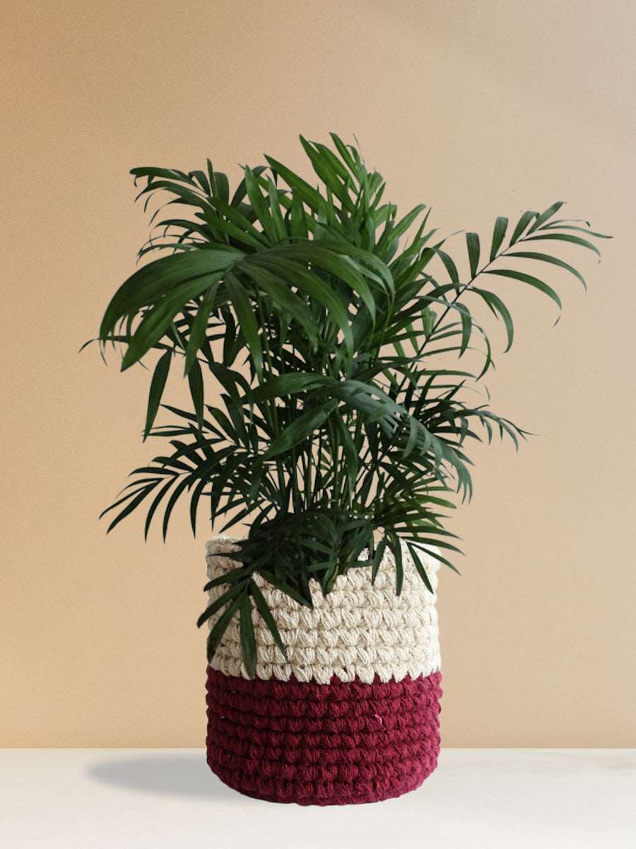 Chamaedorea Palm (Large)