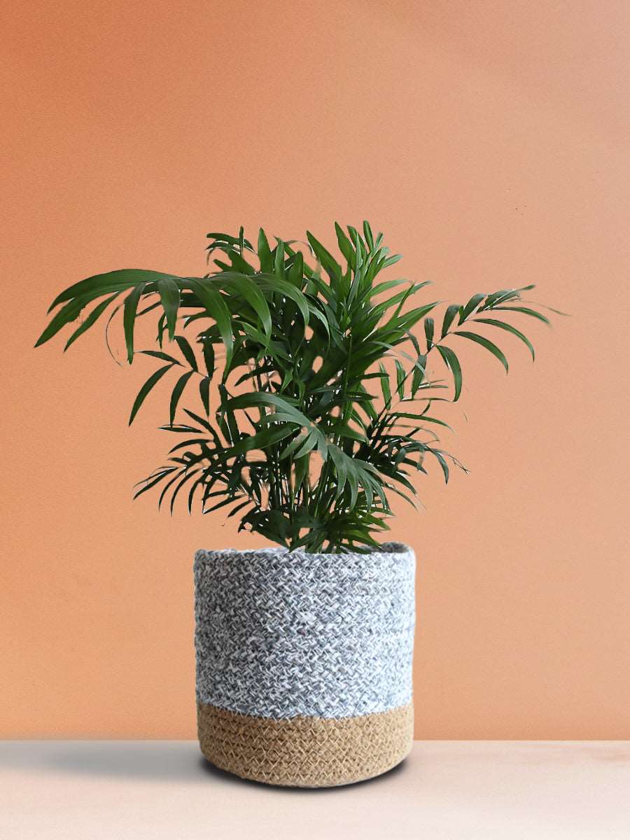 Chamaedorea Palm (Medium)