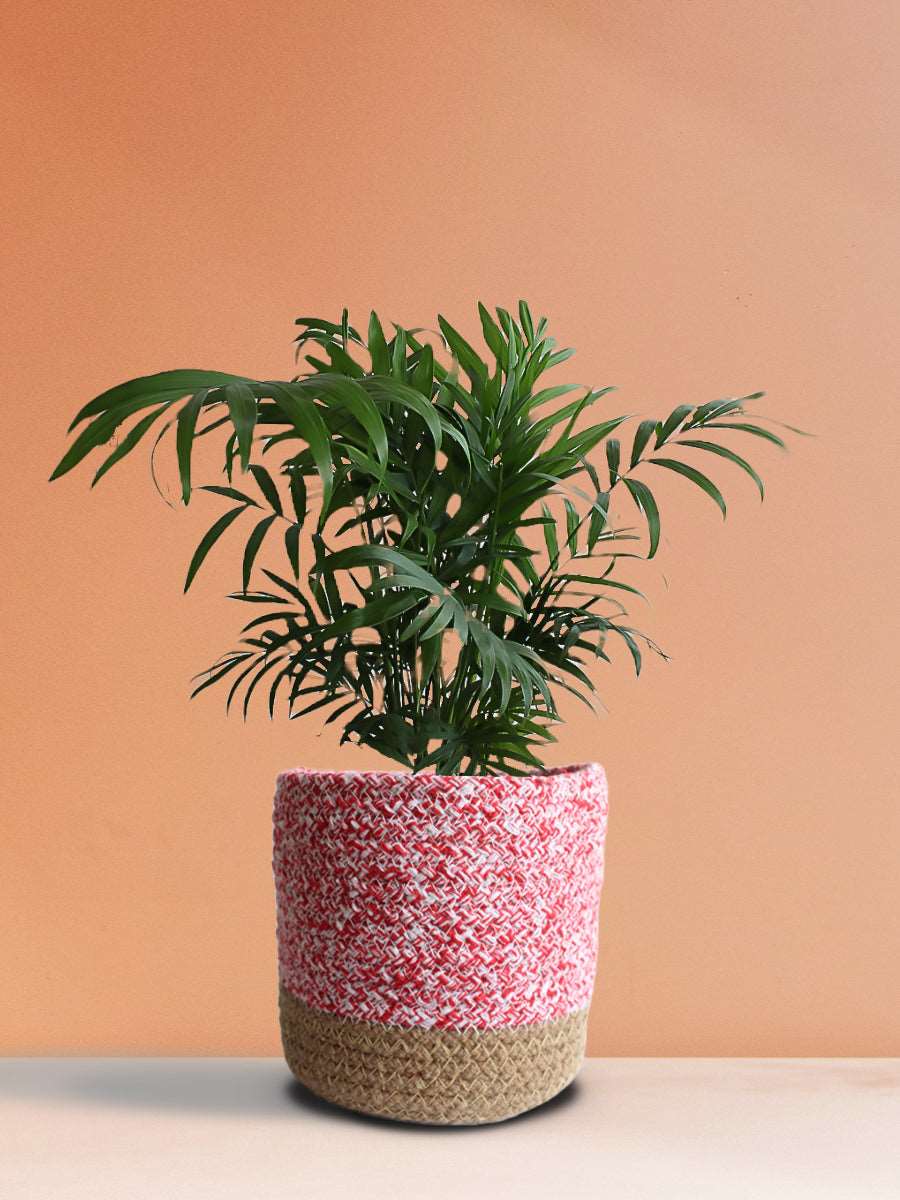 Chamaedorea Palm (Medium)